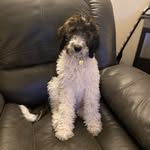 Ahsoka Grace Meier - @ahsokathesaintberdoodle - Instagram