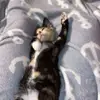 Grace Hankemeier - @gracehankemeier - TikTok