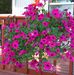 Grace Merrill - Facebook