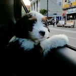Gracie Lou Moorman - @graciethebernedoodle - Instagram
