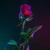Grace Morey633 - @user46771958 - TikTok