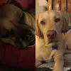 Kobe&pawpaw - @gracemosher05215 - TikTok