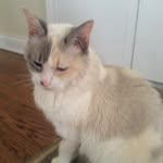Living With 2 Cats - @_grace_payton_101 - Instagram