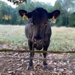Gracie Pendergrass - @2heiferscattleco - Instagram