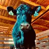 Gracie Pendergrass - @2heiferscattle - TikTok