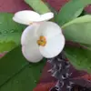 gracegraceperales - @gracegraceperales - TikTok