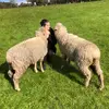 Grace Poole - @grace.poole2 - TikTok