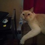 Grace Cat Quinlan - @quinlangrace - Instagram