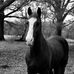 Lady Novalyne Grace &amp; Lord Tamzin Rider - Facebook