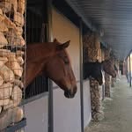 Grace Rock Equestrian - @grace_rock_equestrian - Instagram