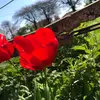 Grace Rooney - @gracee.rooneyy - TikTok