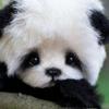 Grace sharpe - @unicorn_panda360 - TikTok