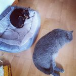 Grace🐶&Smiley🐱 - @gracesmiling8280 - Instagram