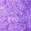 grace_soler4 - @grace_soler4 - TikTok