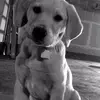 Addi_grace_sorenson - @addisorenson38 - TikTok