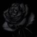 Grace Spalding - Facebook