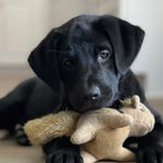 Kona Grace Spaulding - @konagrace_theblacklab - Instagram