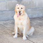 Marley Grace Stringer - @marleygracethegolden - Instagram
