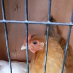 grace Vickers - @1_chicken_2chicken_3 - Instagram