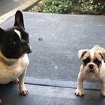 Grace & Winston Lenehan - @grace.and.winston - Instagram