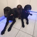 Winston, Arthur & Grace - @winston_arthur_grace - Instagram