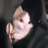 Grace Zhu - @gracezhu3 - TikTok