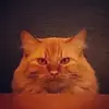 gracen.smith1 - @gracen.smith1 - TikTok