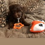 Gracie Berry - @gracie_theaussiedoodle - Instagram