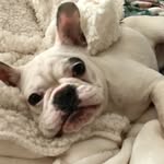 @gracie.blue_thefrenchbulldog - Instagram
