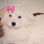 Gracie Blue - @graciebluethemaltipoo - Instagram