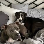 Gracie Blue - @vikingprairiek9 - Instagram