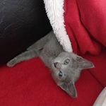 Gracie Blue - @graciebluecat - Instagram