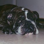 Gracie Blue The Bullbog - @gracieblue.bulldog - Instagram