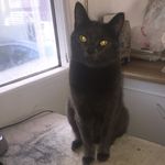Gracie Russian Blue - @gracie.russianblue - Instagram