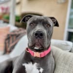 Gracie the Blue - @gracieintheblue - Instagram