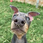Gracie, Whiskey, Koko, and furiends🤎 - @graciebluedobie - Instagram
