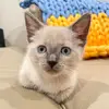 GracieBlueKitten - @graciebluekitten4 - TikTok