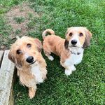 Gracie & Minnie Bruner - @goodnessgraciethehound - Instagram