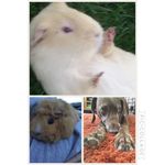 Gracie Burt - @loooooooveeee_pets - Instagram