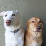 Kodi + Gracie Cameron - @cam_fam_pack - Instagram