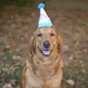 Gracie Cantrell - @gracie_the_goldengirl - TikTok