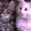 Gracie Foreman17 - @lunulaplayss1234 - TikTok