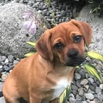 Gracie Goss - @potato_puggle - Instagram
