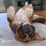 Gracie Goss - @_gracietheboxer - Instagram