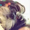 Gracie Greco - @graciegoogoo - TikTok