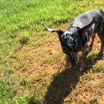 Gracie - @gh.gracie.helms - Instagram