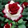 gracielaw77 - @gracielaw77 - TikTok