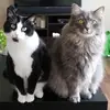 Gracie Light - @gracelynlight - TikTok