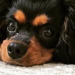 Gracie Lowe - @graciethelilpupper - Instagram