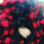 Gracie - @graciemcdanielpup - Instagram